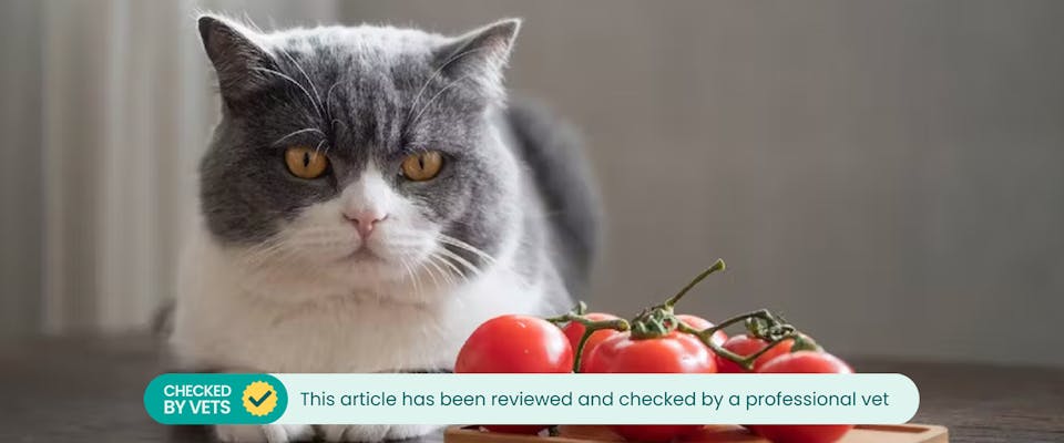 Can Cats Eat Tomatoes TrustedHousesitters